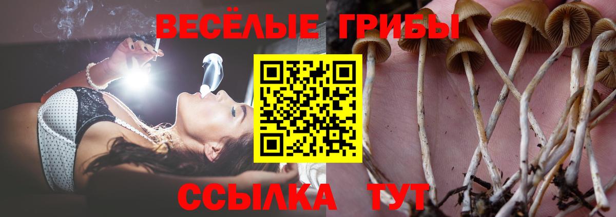 Галлюциногенные грибы Psilocybe Нальчик